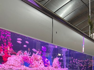 🐬新山桂水族设计私人有限公司🐬 店名:🐬新山KATSURA AQUARIUM DESIGN SDN. BHD🐬 · Menu images
