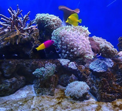 🐬 新山水皇水族馆 🐬 · Menu images