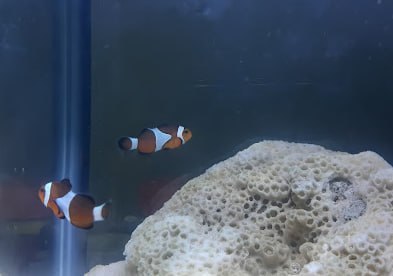 🐬 新山水皇水族馆 🐬 · Menu images
