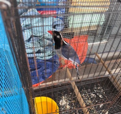 🐦新山鳴洋魚鳥寵物中心🐦 · Menu images
