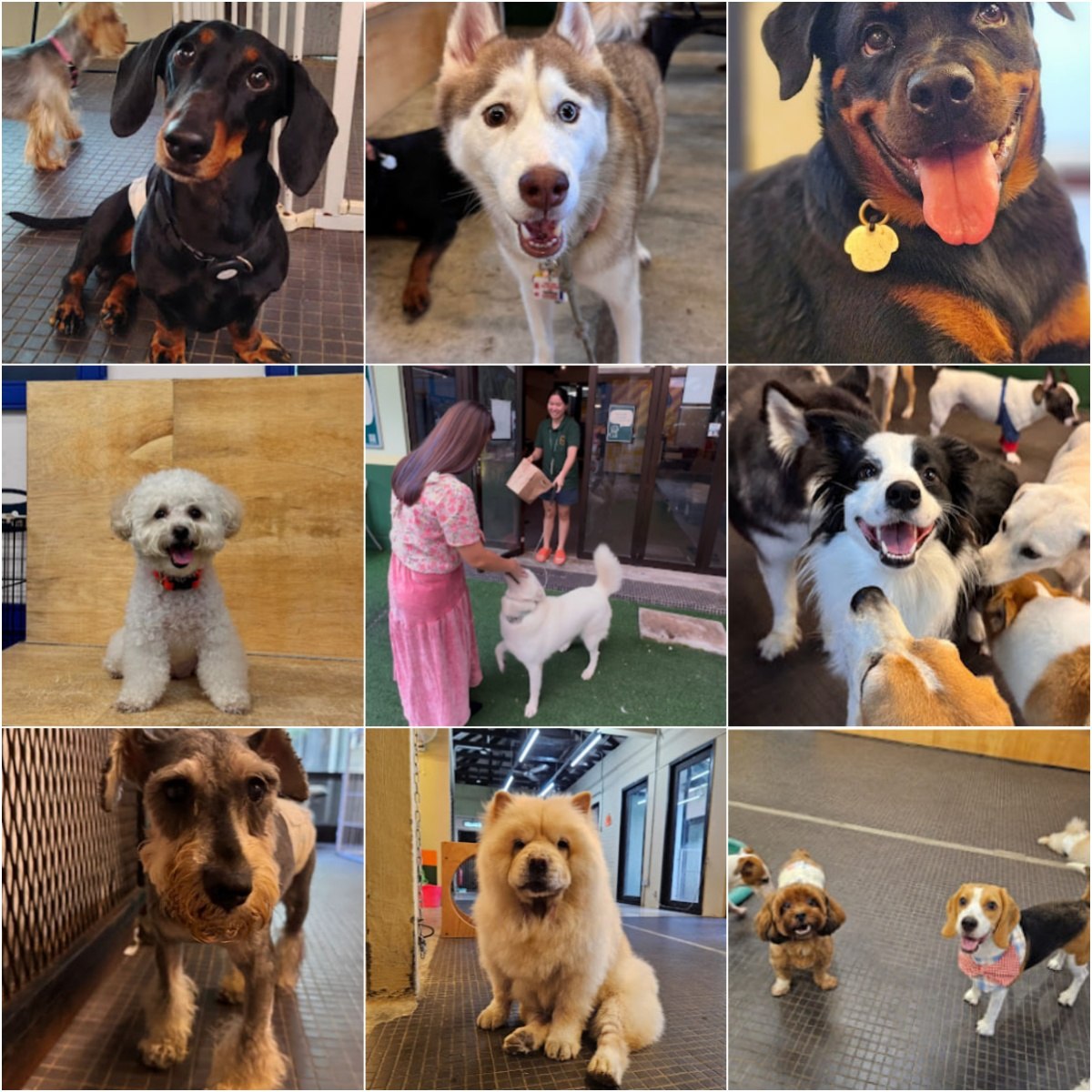 🐕吉隆坡Fetch Me Later Pet Resort🐕