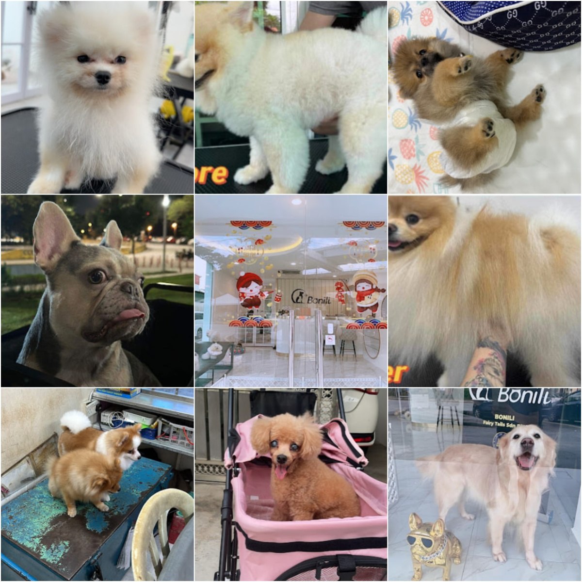 🐕‍🦺吉隆坡Bonili🐕‍🦺