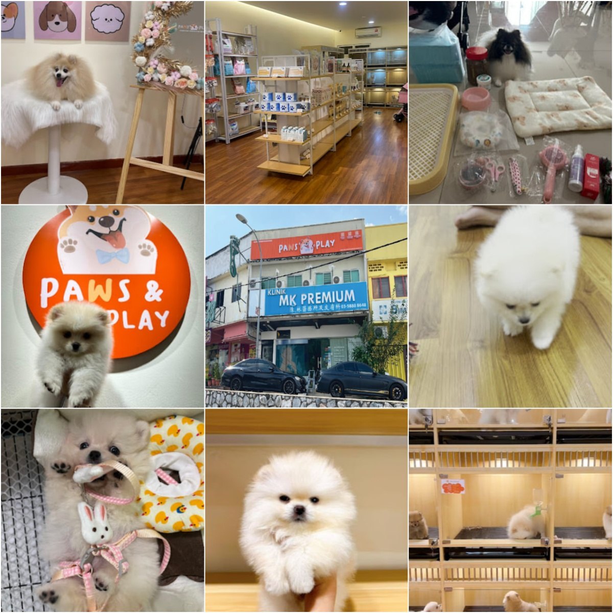 🐶吉隆坡Paws & Play Pet Shop (PJ Seapark)🐶