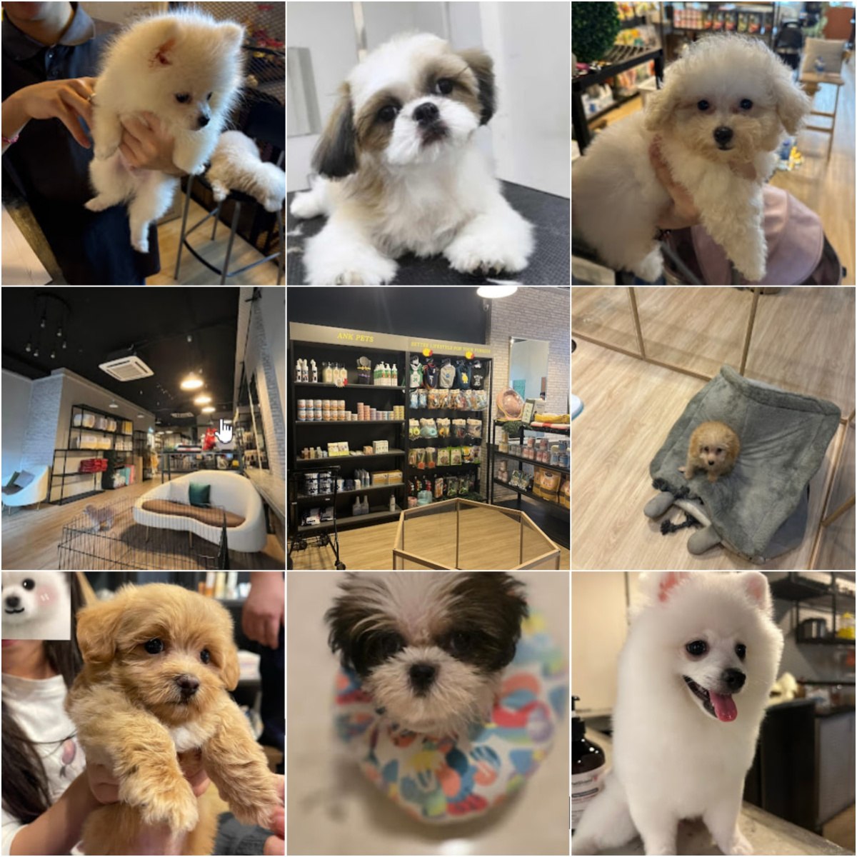 🐩吉隆坡ANK Pet Shop • Kuchai Lama🐩