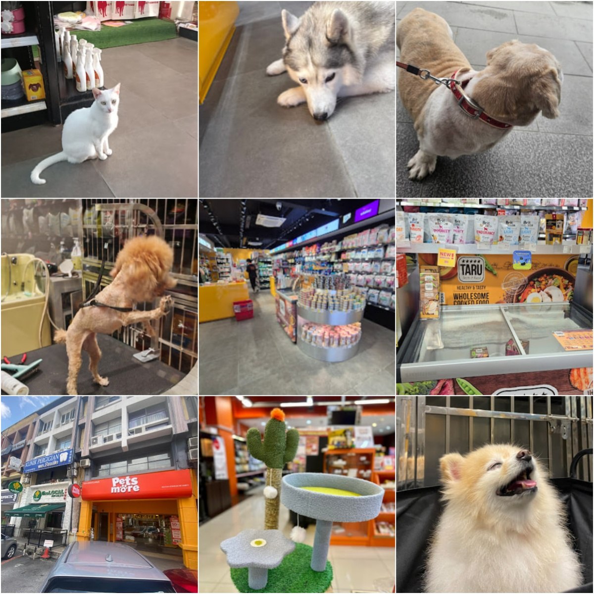🐾吉隆坡Petsmore Taman Danau Desa🐾