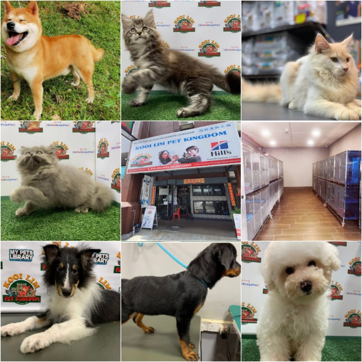 🦮吉隆坡Kooi Lim Pet Kingdom @ Mega Mendung🦮