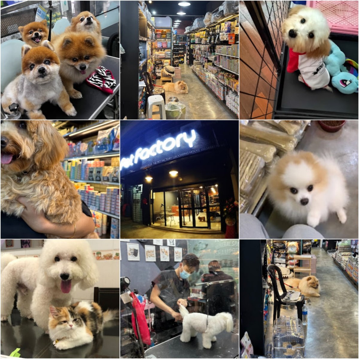 🐶吉隆坡The Pet Factory🐶