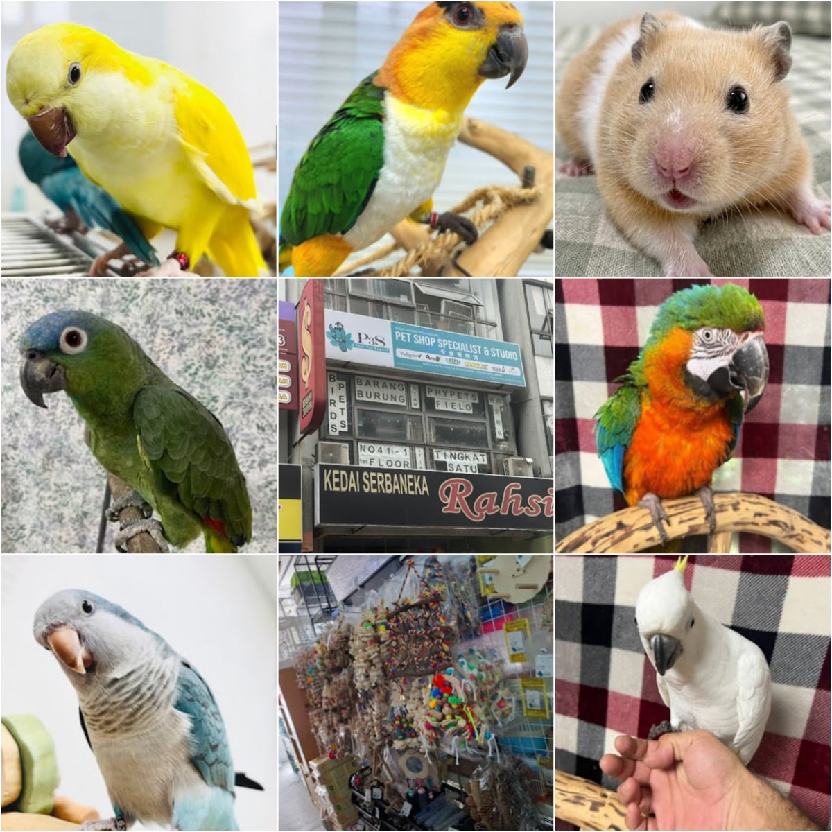 🐕吉隆坡专业宠物馆🐕