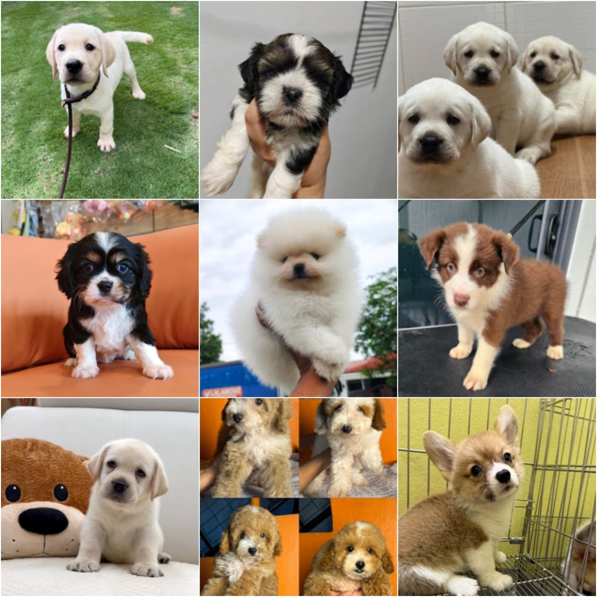 🐩吉隆坡Puppy For Sale Malaysia🐩