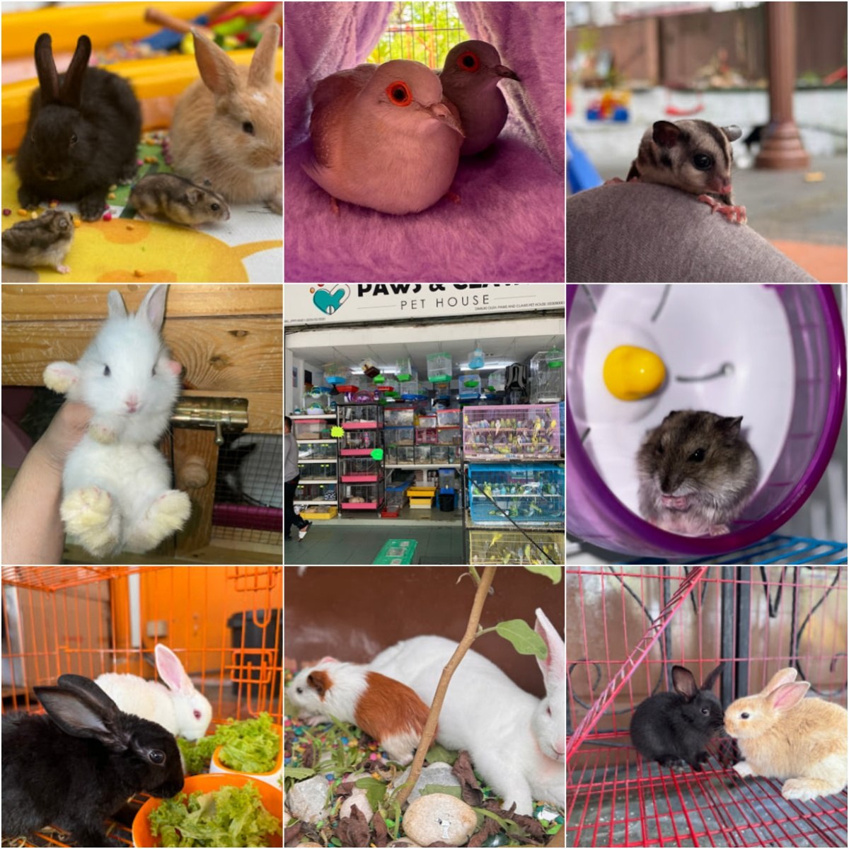 🐕paws & claws pet house🐕