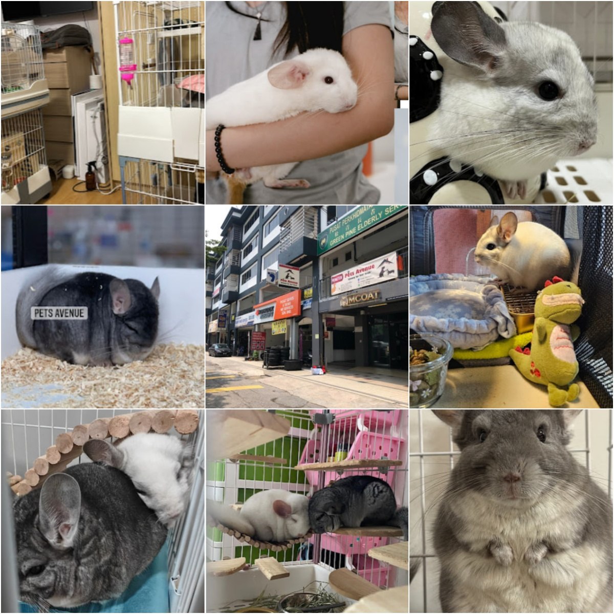 🐈吉隆坡Pets Avenue🐈