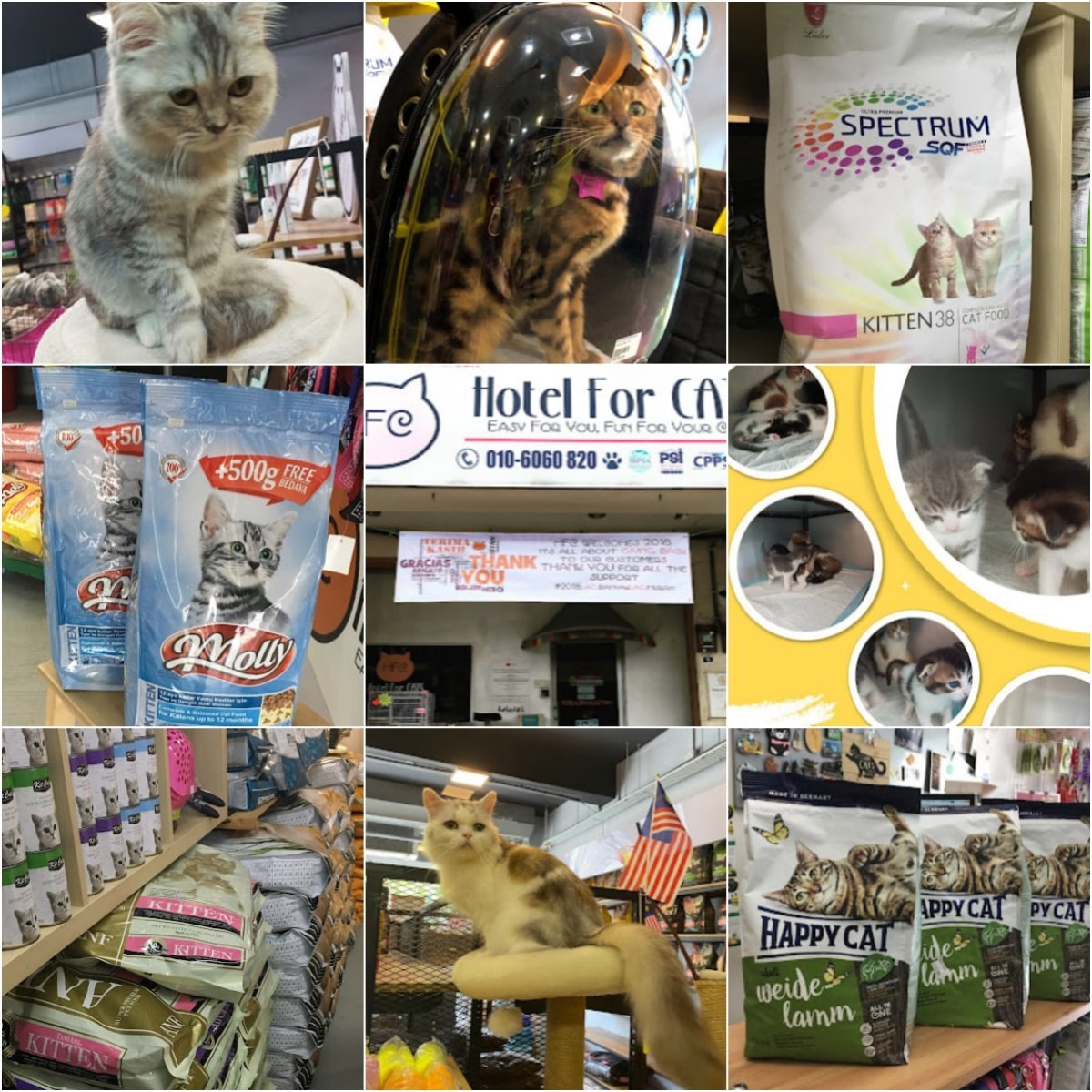 🐶马六甲Zoola Ayer Keroh & Hotel For Cats🐶