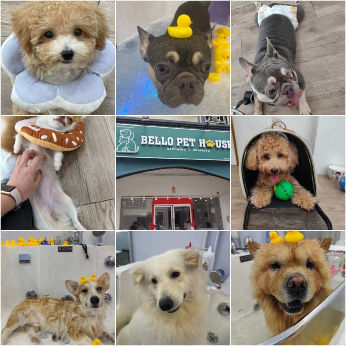 🐕‍🦺马六甲BELLO PET HOUSE🐕‍🦺