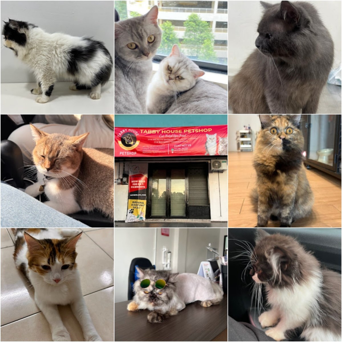 🐶马六甲Tabby house petshop🐶