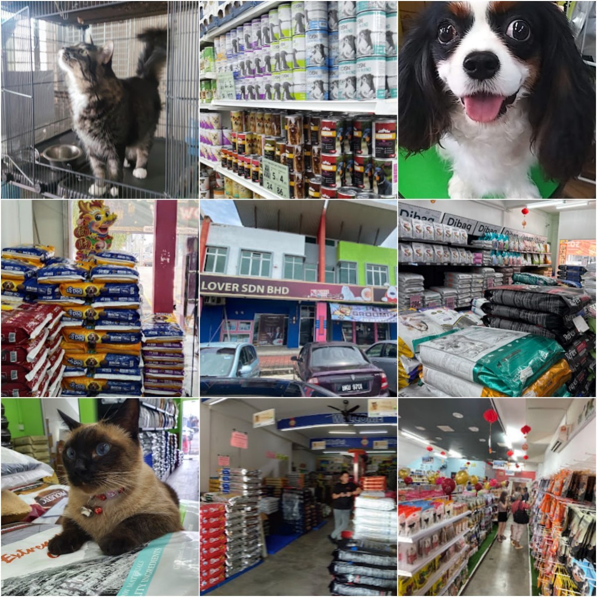 🐈马六甲Paragon Pets Lover Malacca🐈