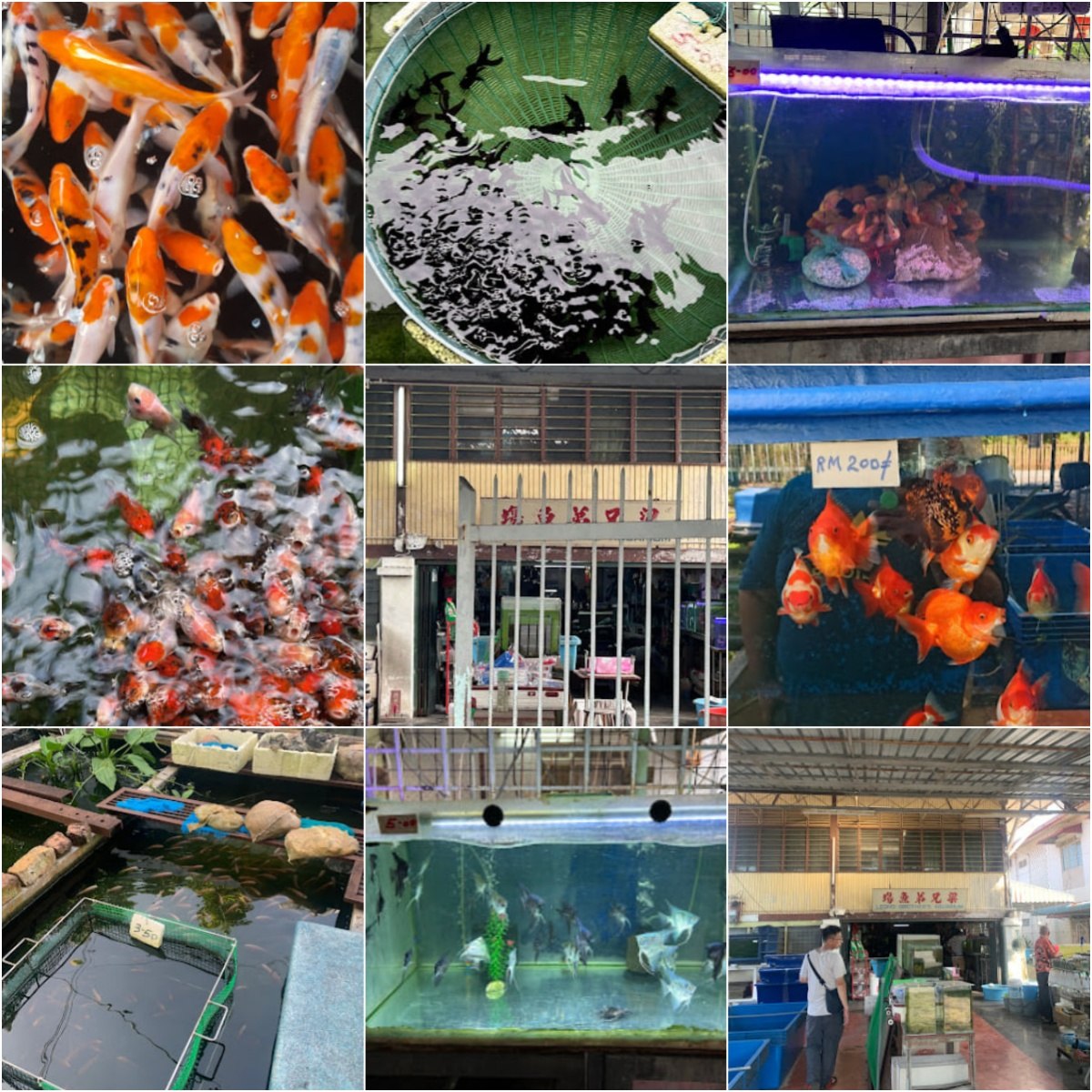 🐋马六甲Leong Brothers Aquarium🐋