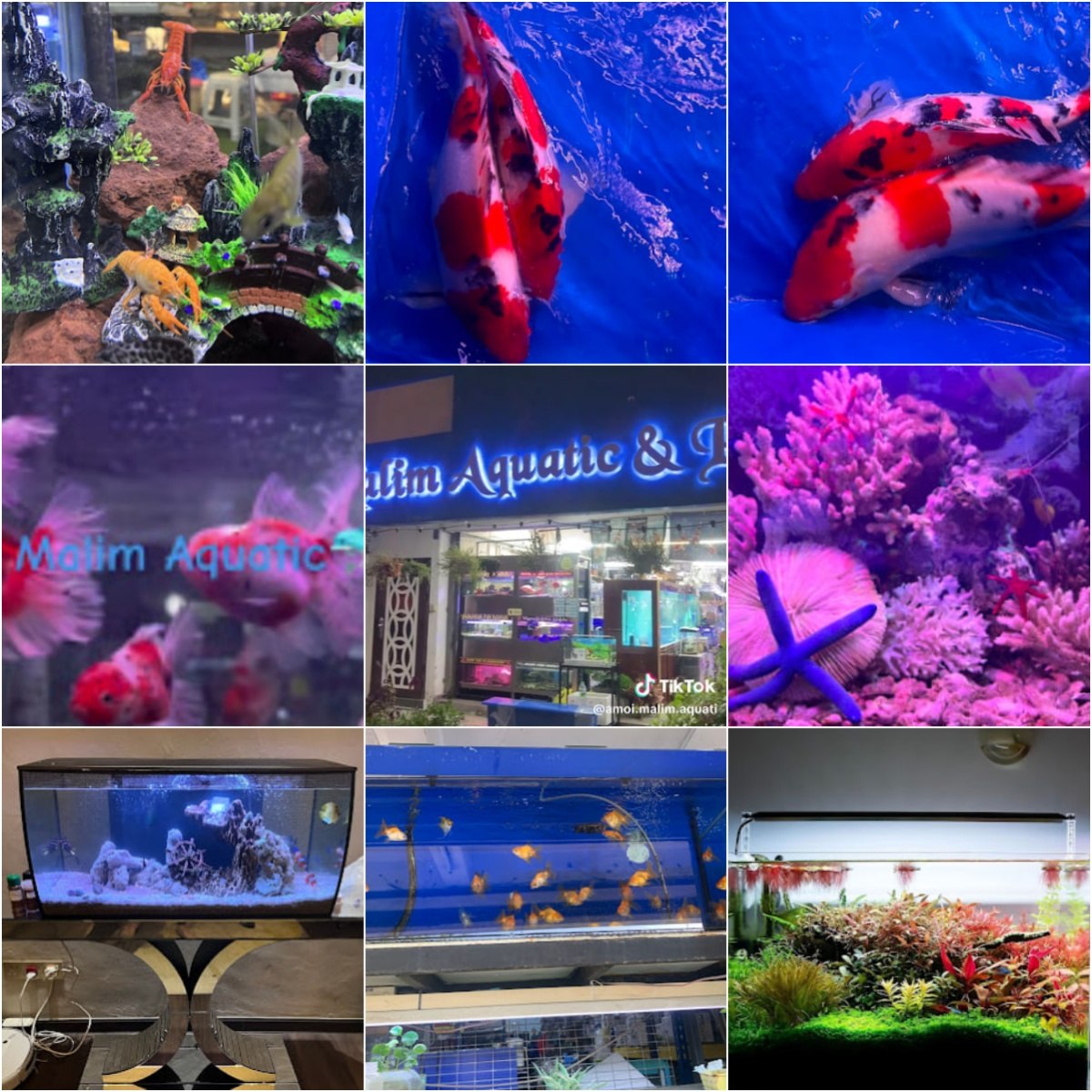🦈马六甲Malim Aquatic & Pets🦈 · Menu images