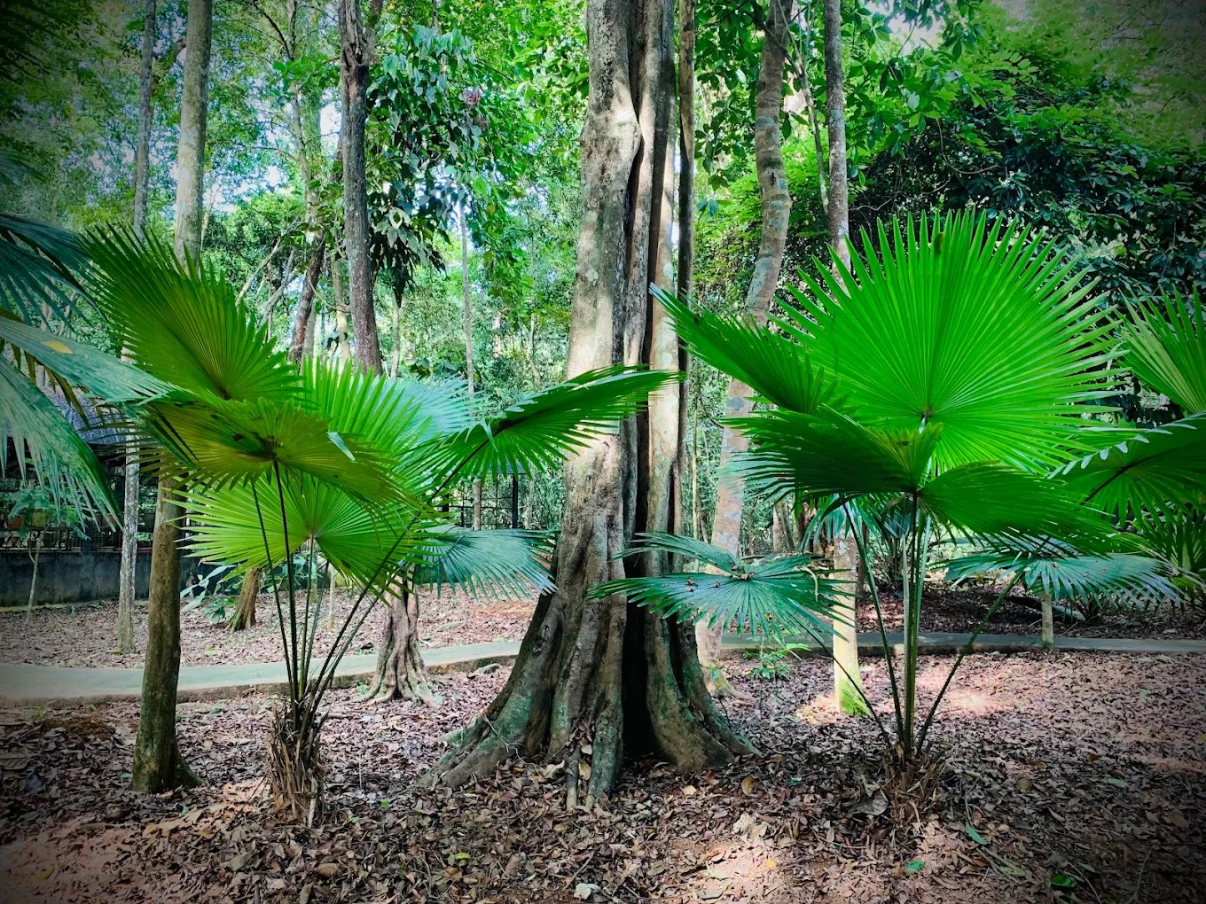 🌳 马来西亚马六甲 · 爱极乐植物园 · Menu images