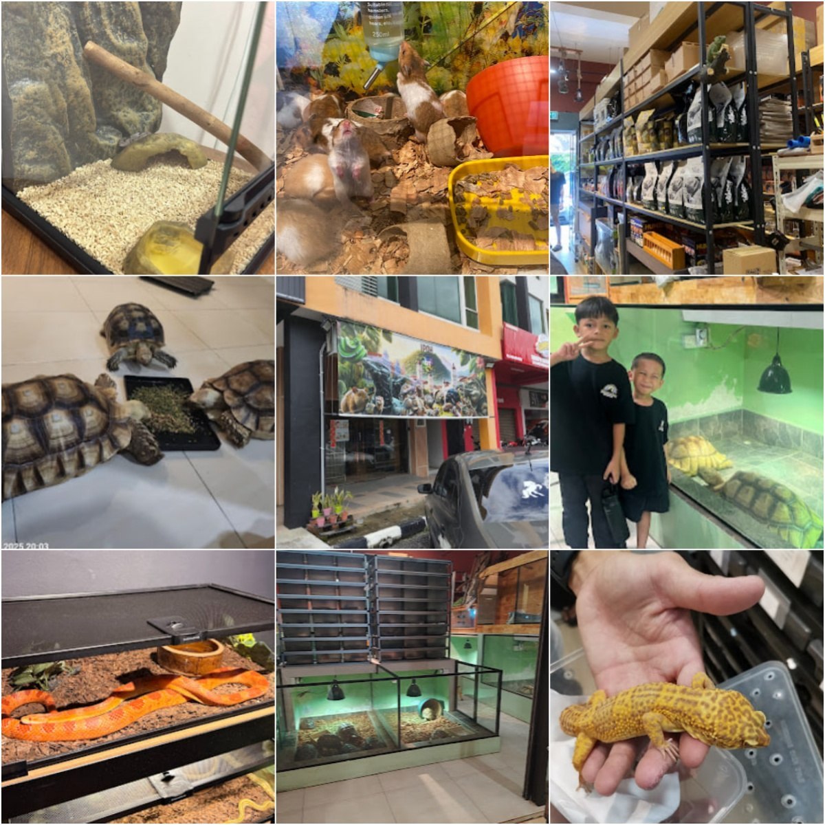 🐾怡保QT Pet Shop (Reptiles & Accessories)🐾