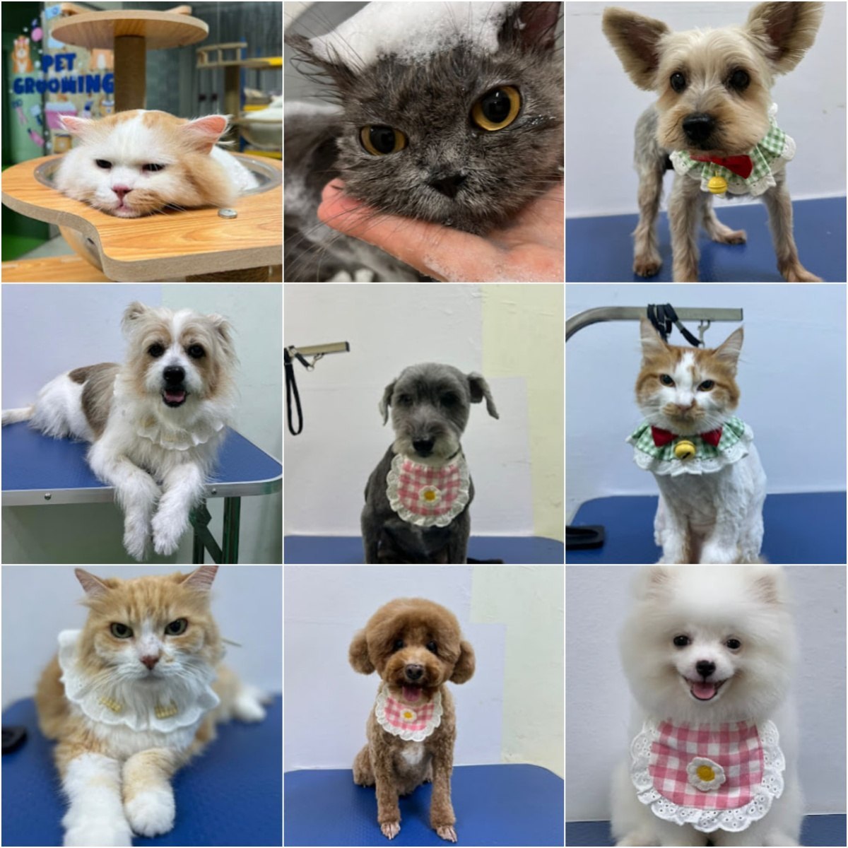 🐩怡保Jose pet grooming🐩