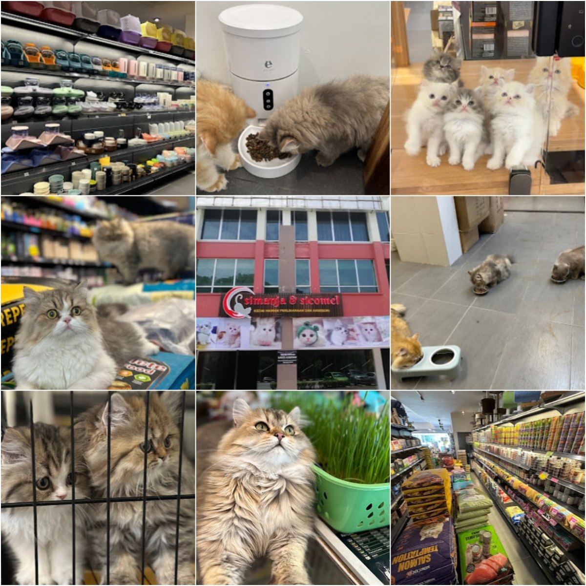 🐕怡保SiManja & SiComel Pets Shop🐕
