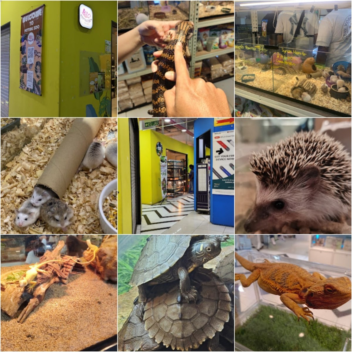 🐈怡保Reptile Den @ Ipoh Parade🐈