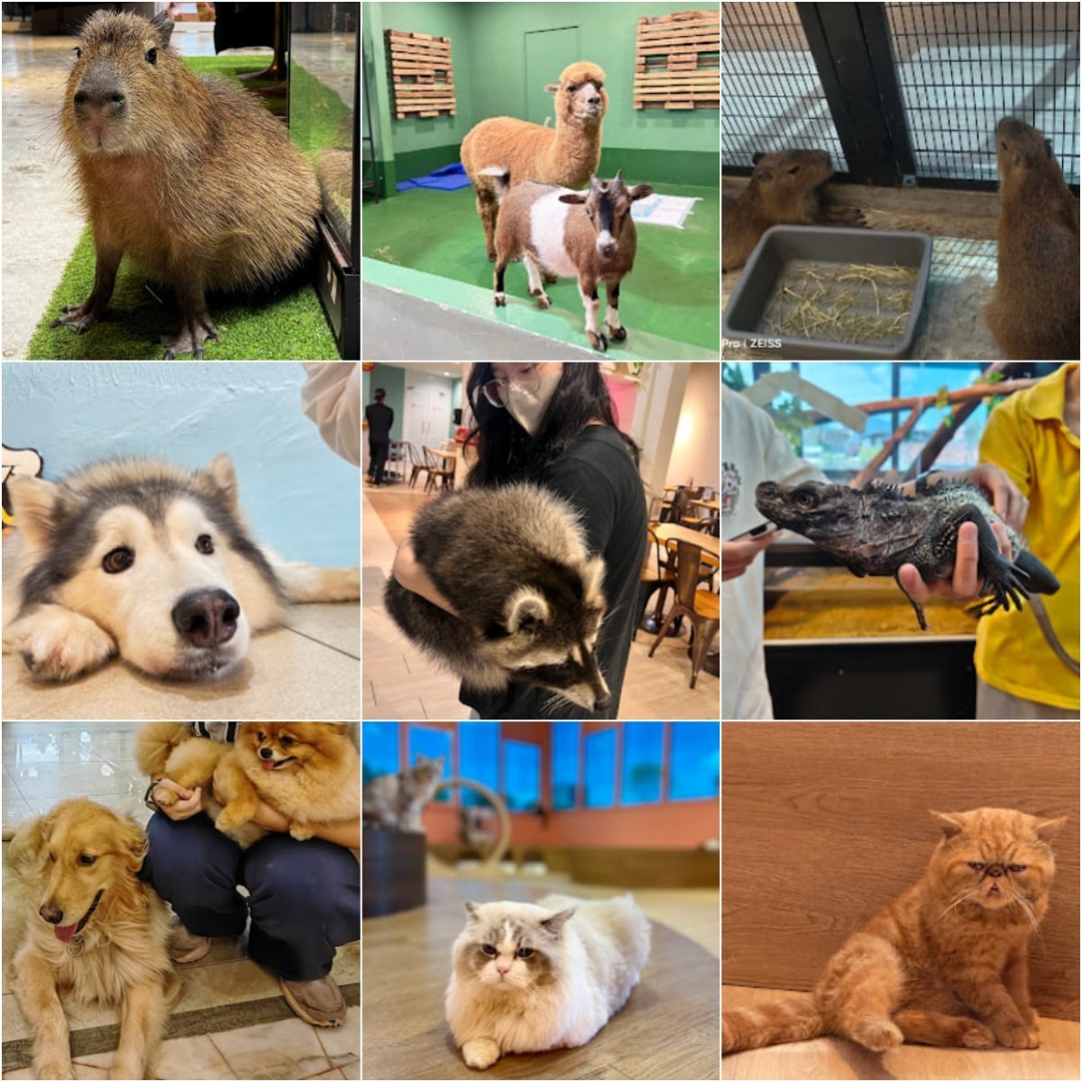 🐕怡保DPets Kingdom🐕