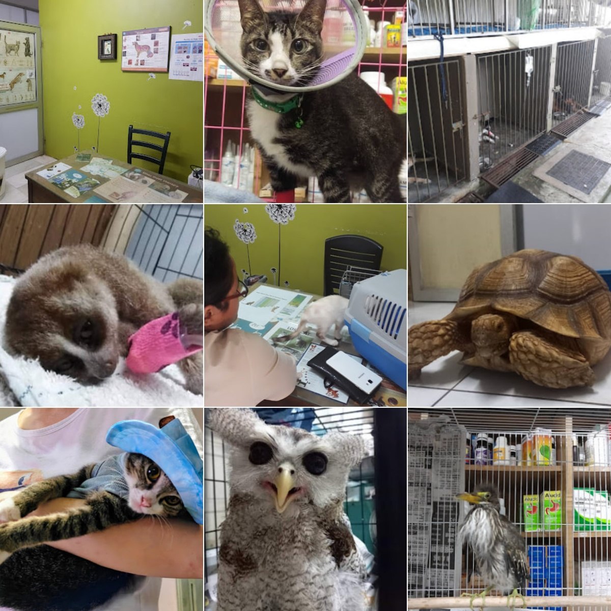 🏪古晋LEE VETERINARY HOSPITAL🏪