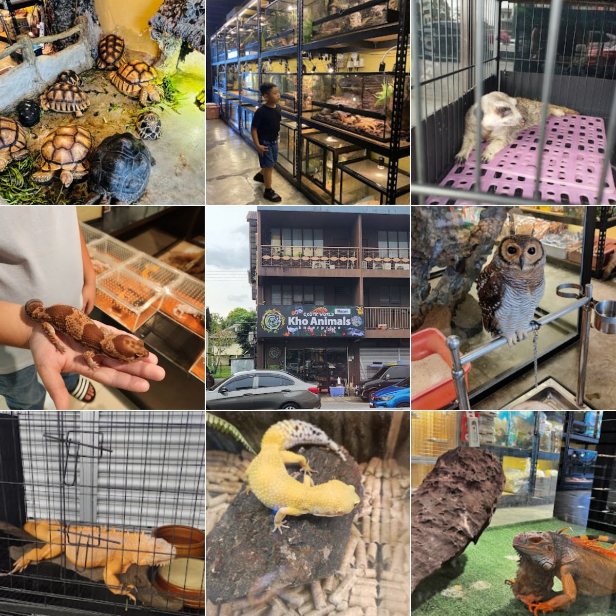 🦮古晋Kho Animals Enterprise🦮