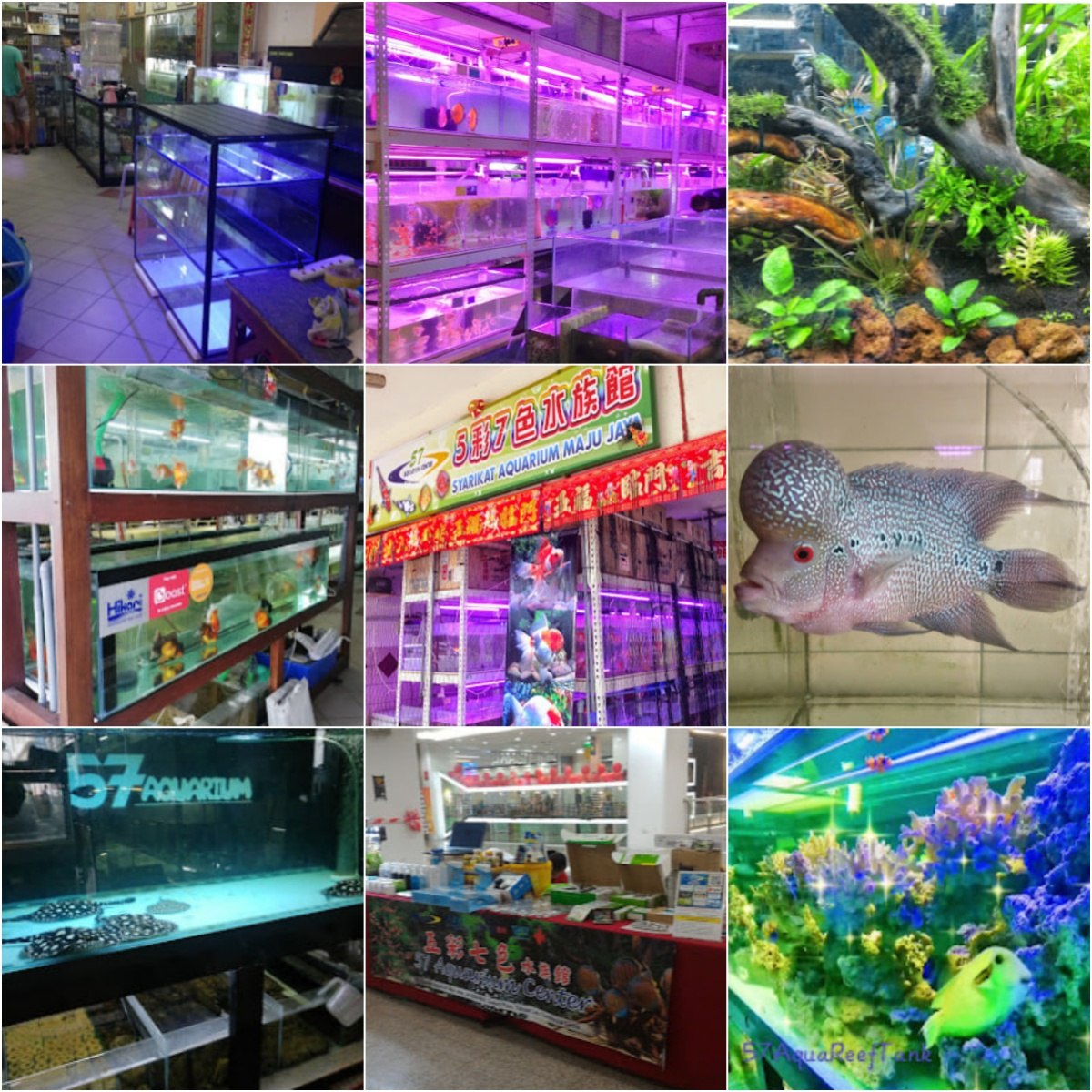 🐟古晋57水族创造室🐟