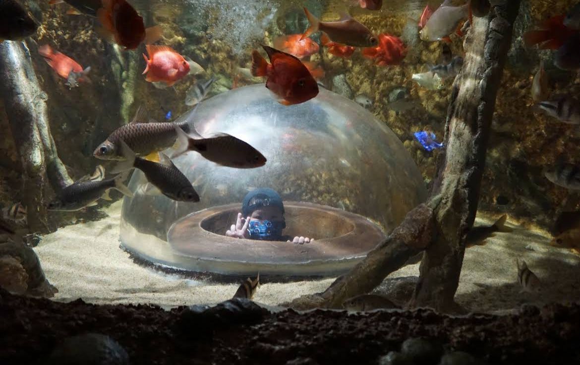 槟城顶级精品水族馆
