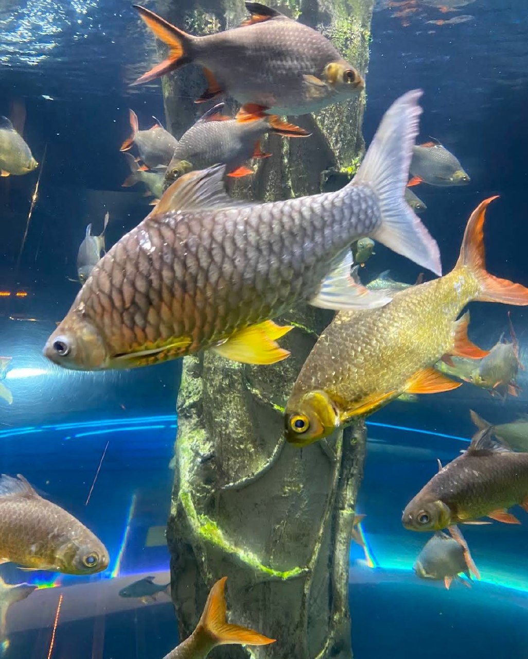 槟城中城水族馆 · Menu images