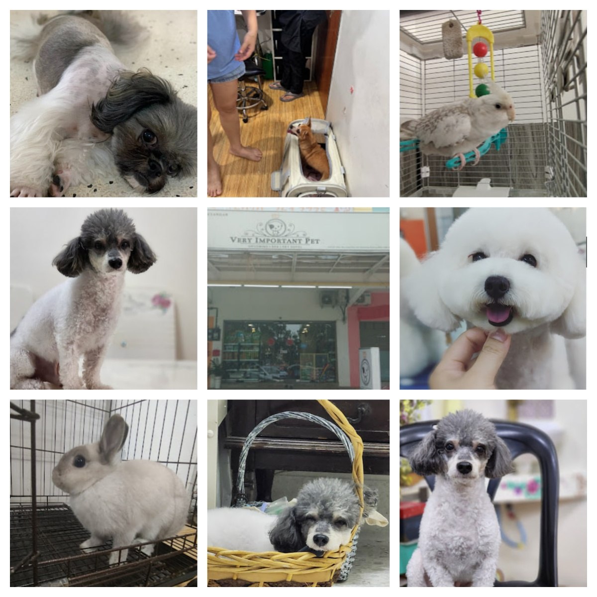 🐶新山非常重要宠物店🐶