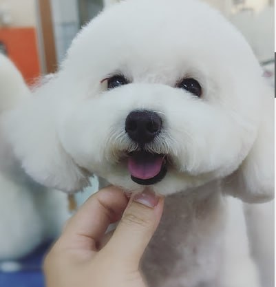 🐶新山非常重要宠物店🐶 · Menu images